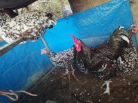 Speckleck susex kuluçkalık yumurta