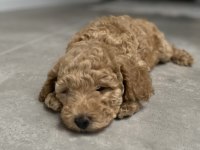 Maltipoo Dişi 2 Buçuk Aylık Görüşülür