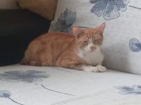 DEPREM BÖLGESİNDEN GELEN KEDİMİZE YUVA ARIYORUZ