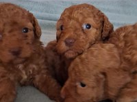 Maltipoo Yavrusu