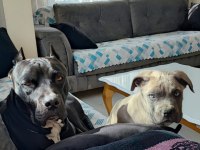 Sahiplendirme cane corso