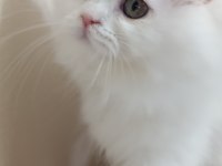 3 Aylık Erkek Yavru British Longhair