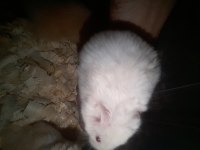 TEDDY Bear Hamster