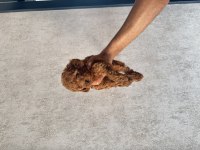 Kore (Teacup) Poodle 2 Aylık
