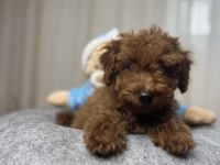 Toy poodle köpeğimiz