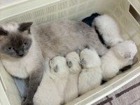 British Shorthair Scottish Fold Longhair Yavrular