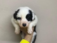 Border Collie Yavru