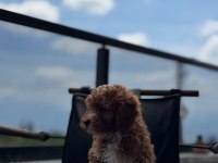 Toypoodle Dişi / Erkek 