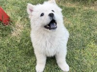 3 aylık dişi chow chow (çin aslanı)