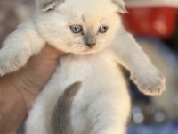 A kalite scottish fold ve british shorthair yavrularımız