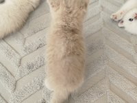 British Longhair Dişi Yavru