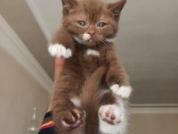 Cinnamon Bicolor British Shorthair