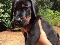 Savaşcı Ruhlu Doberman