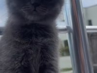 Dişi scottish fold bebeklerim