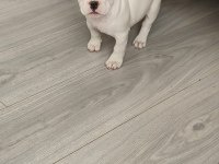 French bulldog teslime hazır dişi