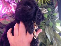 Hareketli dişi toy poodle siyah
