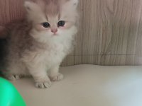 Safkan british longhair bebekler