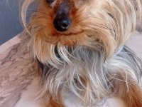 Sahiplendirilecek yorkshire terrier