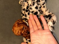2 aylık toy poodle yavrular