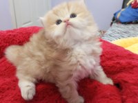 Golden chinchilla rengi şecereli anne babadan