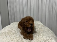 MÜKEMMEL TOY POODLE YAVRULAR YENİ AİLESİNİ ARIYOR