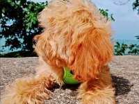 Toy poodle
