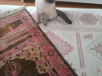 2 yaşında british shorthair