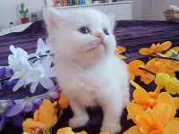 Chinchilla çinçila sarı ve beyaz yavrular safkan
