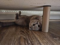 Kızımız 1 yaşında scottish fold