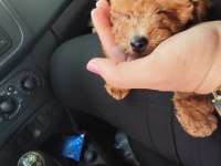 Poodle bebeğimiz yeni yuvasını bekliyor