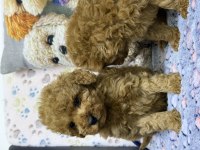 Safkan Kore Poodle Yavrularımız Yeni Yuvalarını
