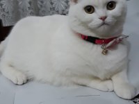 Scottish kedime eş arıyorum