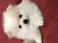 Pomeranian mükemmel dişi yavru