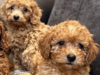 Poodle Ayarında Maltipoo Bebekler