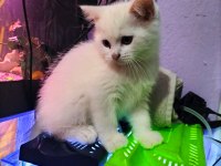 Dişi ve Erkek British Shorthair Yavrular Yer Isparta Merkez