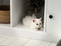 3 AYLIK SAFKAN BRITISH SHORTHAIR YESIL GÖZ BEYAZ KÜRK