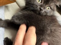 Rize içi teslim british longhair