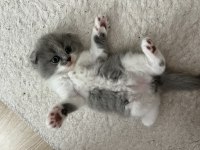 Bicolor nadir bulunan çift renk anne baba safkan kediler