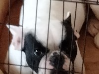 French Bulldog 1.5 Yaşında