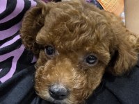 Kore Toy Poodle Erkek