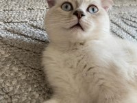 Uysal scottish fold kızım