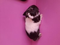 Safkan sheltie ginepig yavrumuz