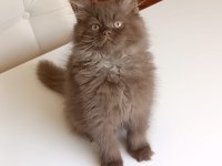 BRİTİSH LONGHAİR ÇİKOLATA RENK İNSAN AŞIĞI OĞLUMUZ