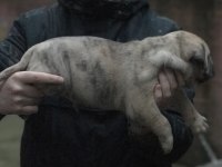 A Kalite Presa Canario Yavruları