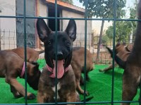 Eyüp Doğan Aksiyon Şila Malinois Yavruları