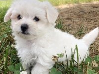 A Kalite Kar Beyazı Kore Kan Maltese Orjinal Safkan