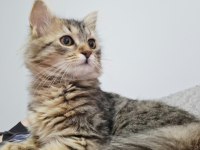 NORVEÇ ORMAN KEDİSİ