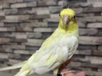 4 KELİME KONUŞAN ERKEK SULTAN PAPAĞANI