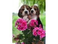 beagle bebeklerimiz