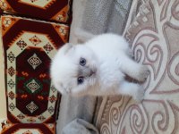 Safkan orjinal scottish fold yavrum